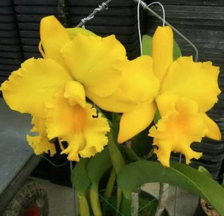 Rlc.Shinfong Luohyang - 金國王