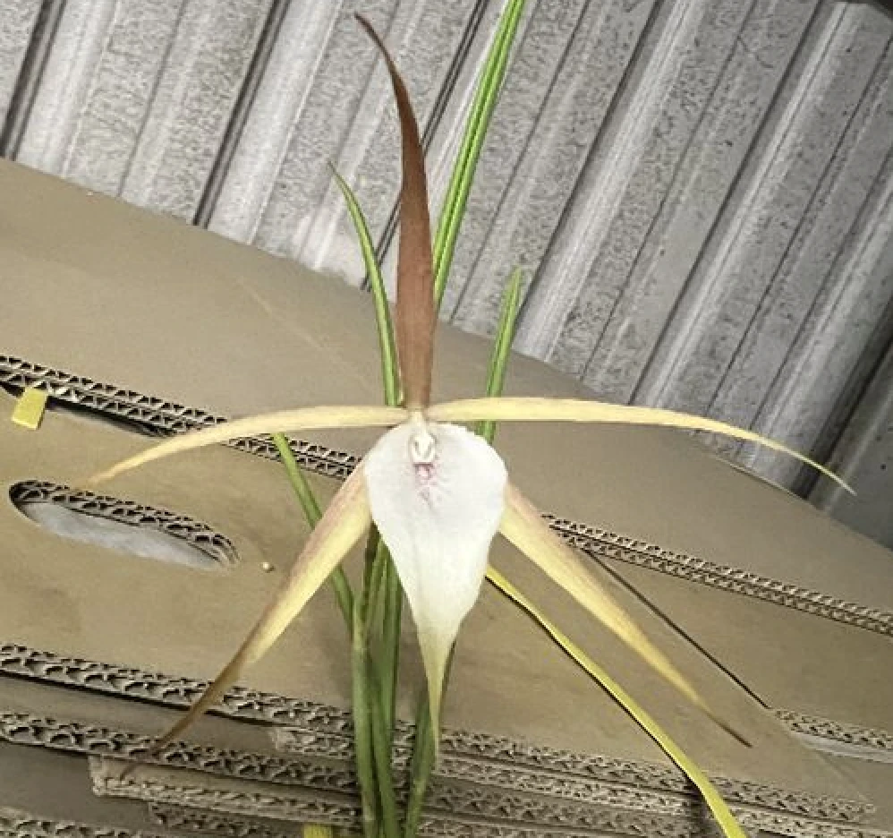 B.Yaki (B.cucullata x B.nodosa)