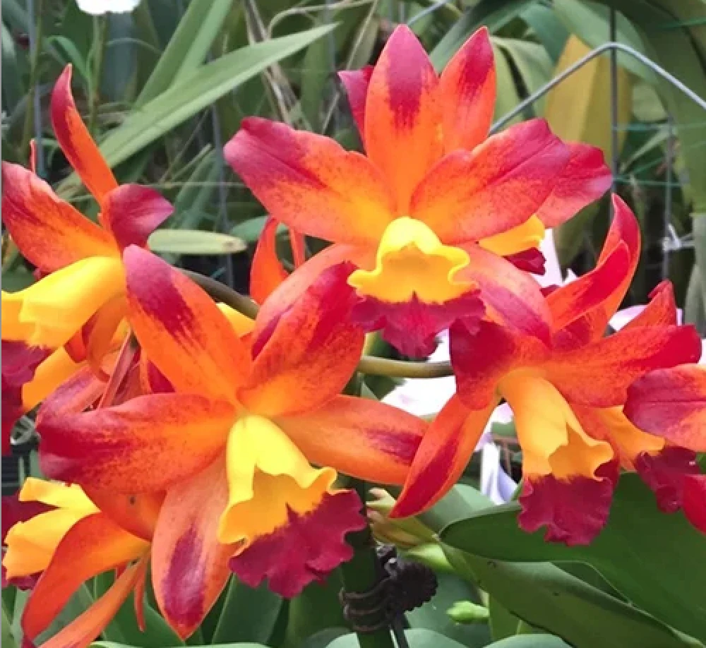 Ctt.Varut Startrack ‘Golden Tiger’ - 金老虎