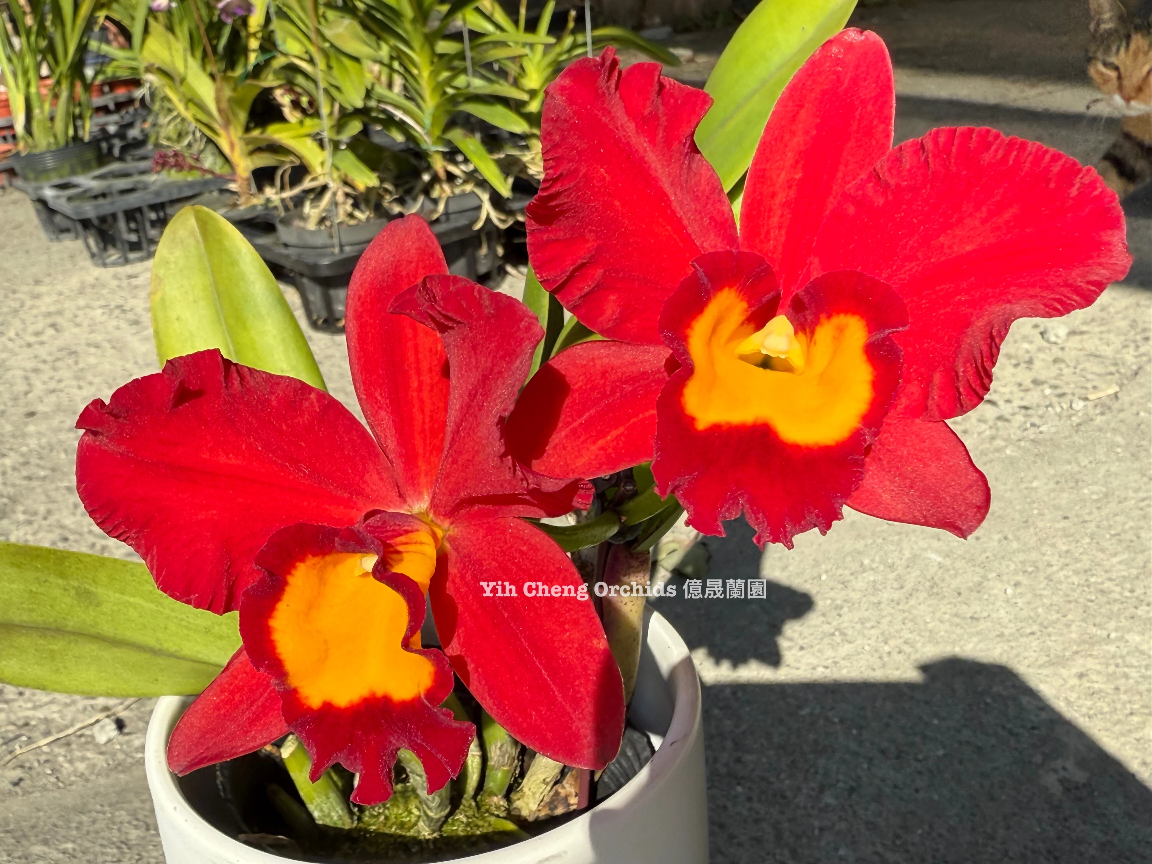 Rth.Smiley Kiss ‘Wilson’ - 紅圓