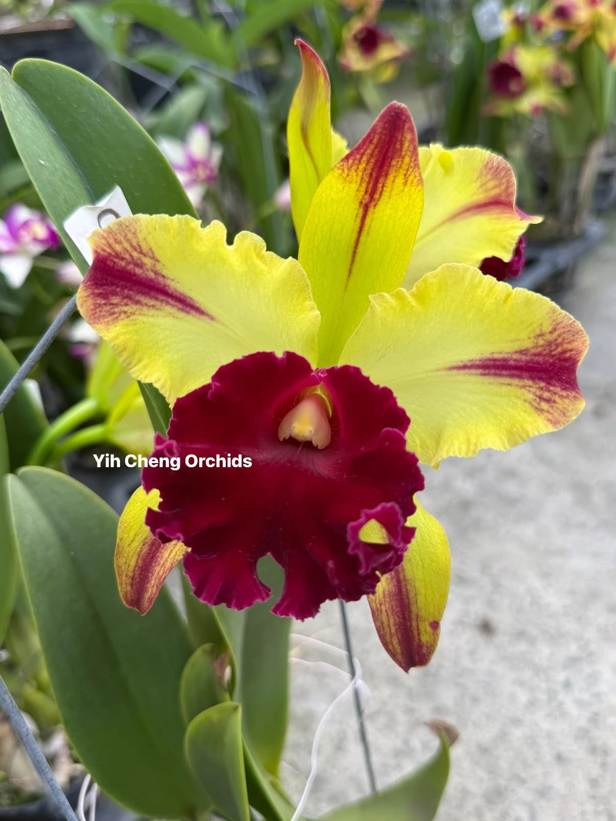 Rlc.Toshie Aoki ‘Starburst’ AM/AOS - 星爆
