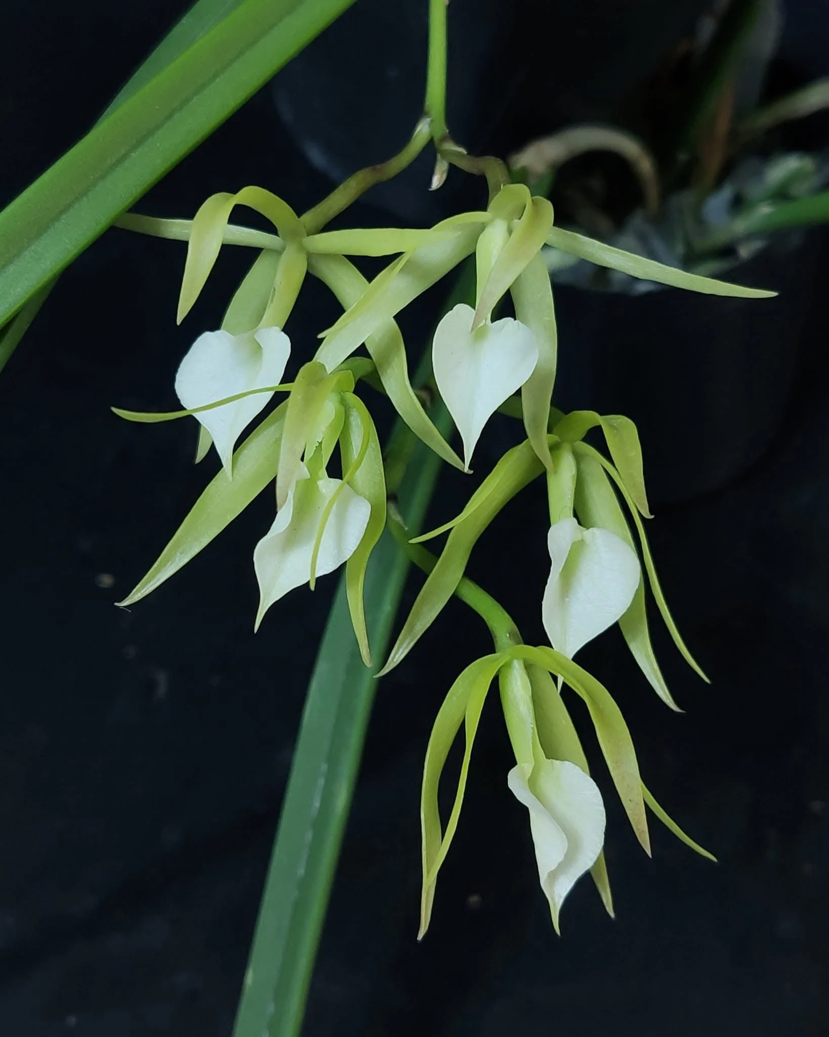 B. subulifolia 