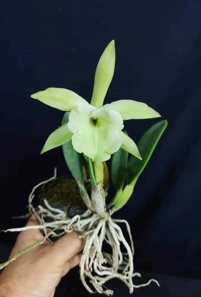 Brassavola glauca - 小豬哥