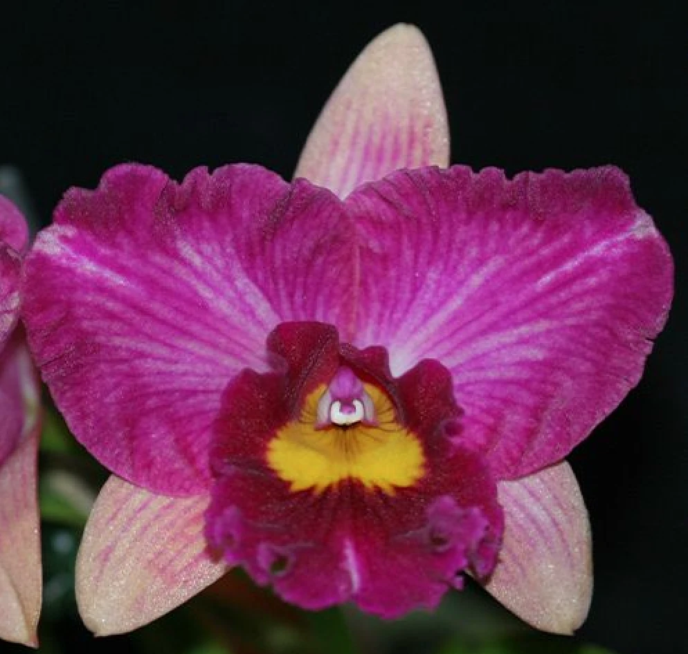 Rlc.Hsinying Scarlet ‘Flame Dance’ 