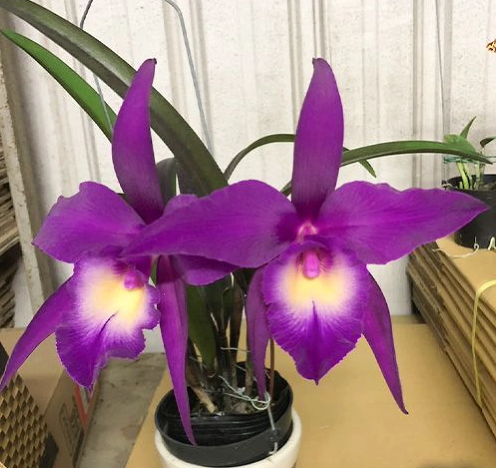 Rby.TLDC Divine Phoenix ‘Pterodactyl’ SM/WOC - 翼龍
