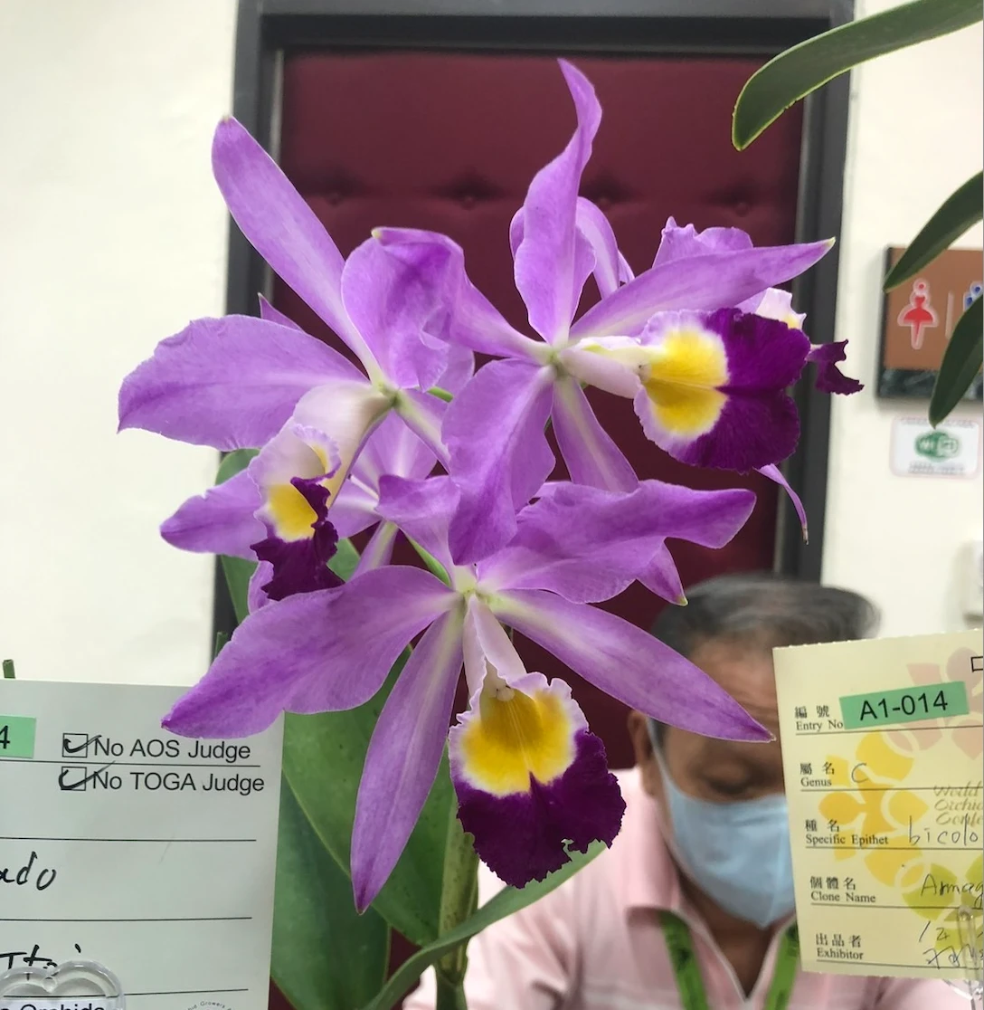 C.eldorado ‘M.Ito’ BM/JOS