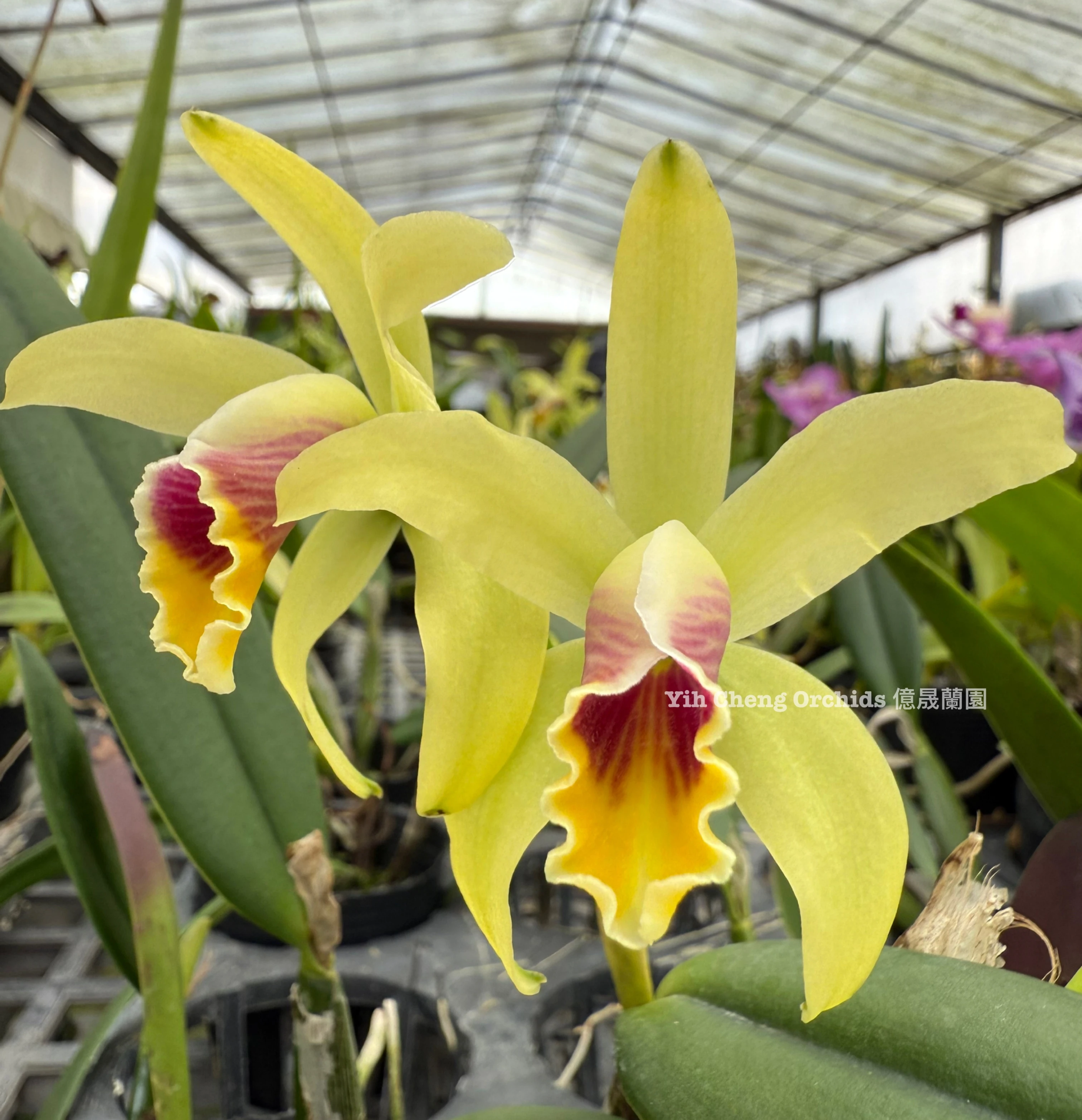 C.luteola x sib