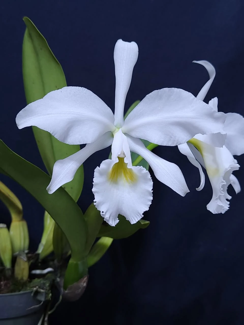 C.labiata var. alba x sib 
