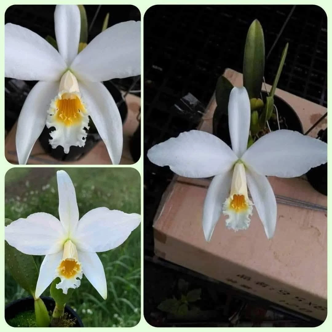 C.jongheana var.alba x sib 