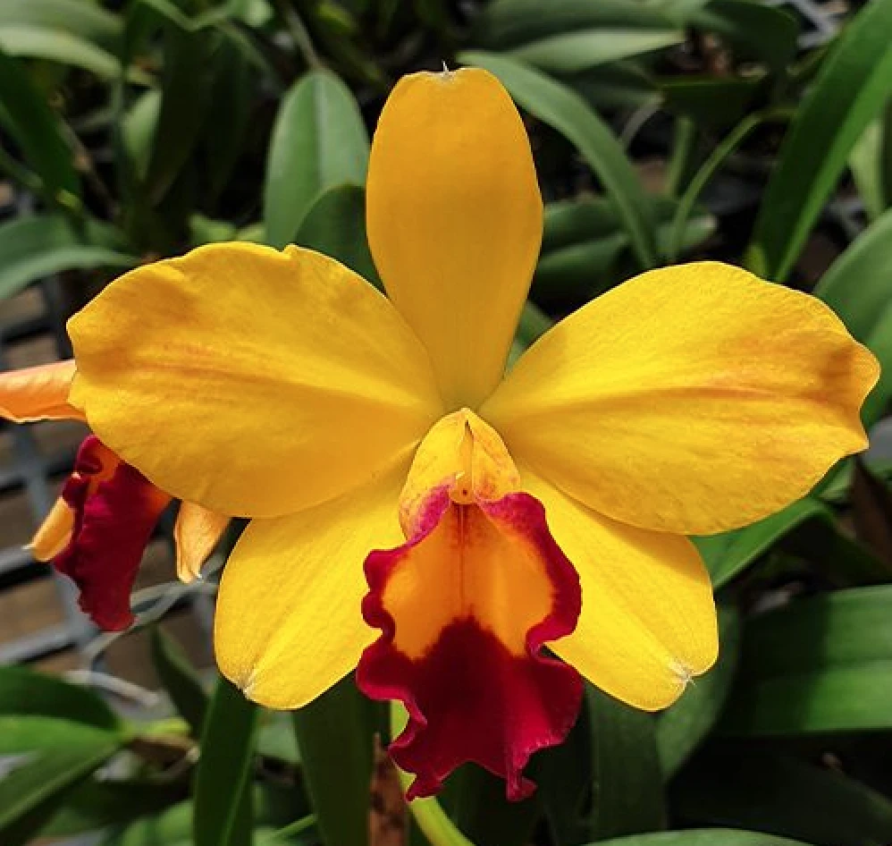 Rlc.Hsinying Sunbeam ‘Juliets’ - 茱麗葉