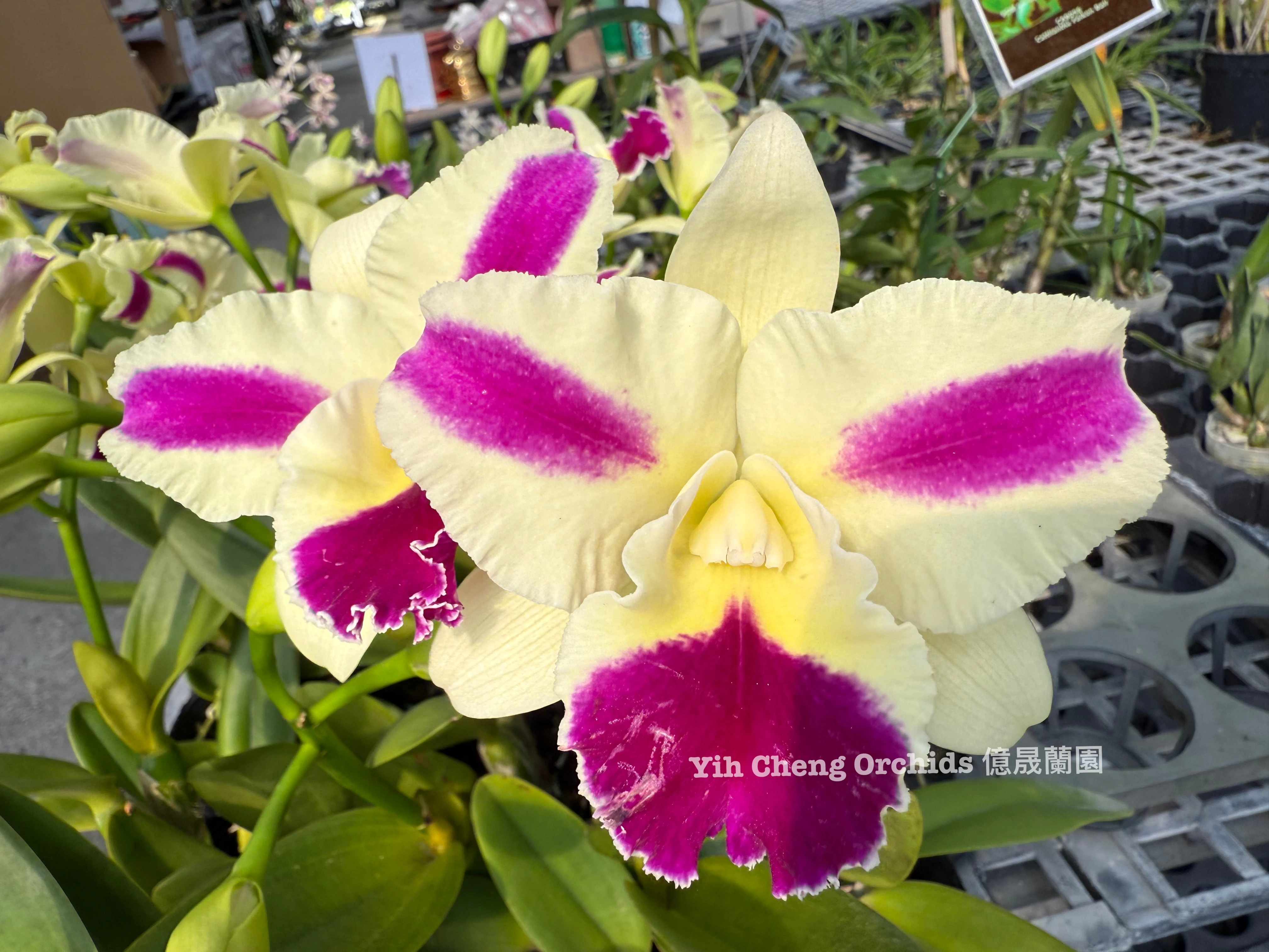 Rlc.Fong Yuan Beauty ‘Red Eyebrows’ - 紅眉毛