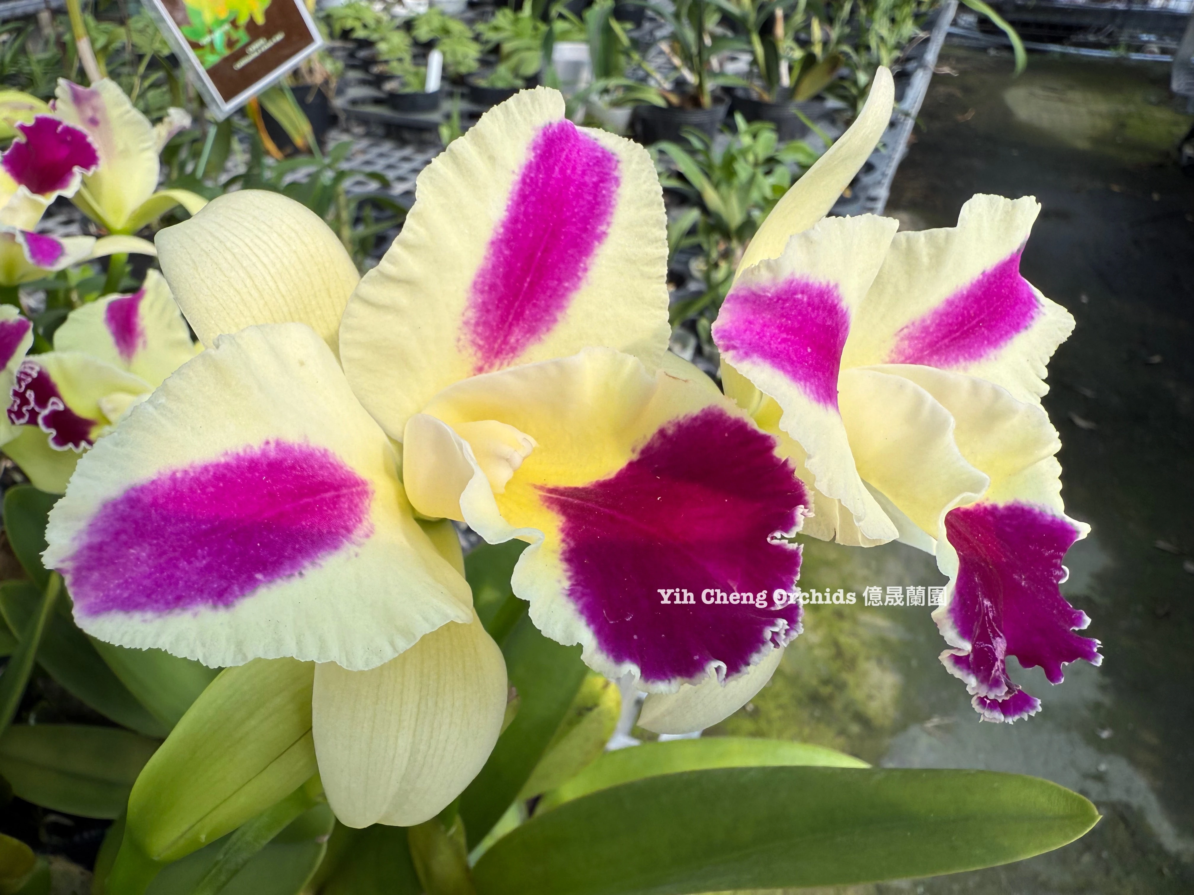Rlc.Fong Yuan Beauty ‘Red Eyebrows’ - 紅眉毛