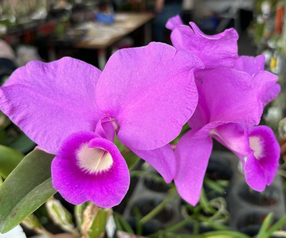 C.skinneri ‘Heiti Jacobs’ 