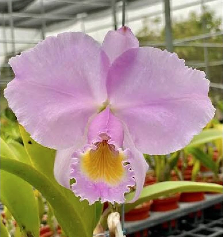 C.trianaei var.concolor x sib  
