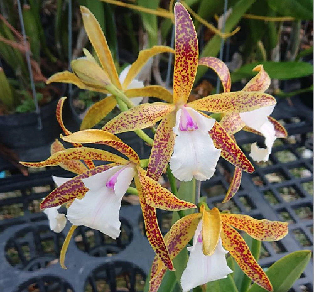 Bc.Theresa Ricci  