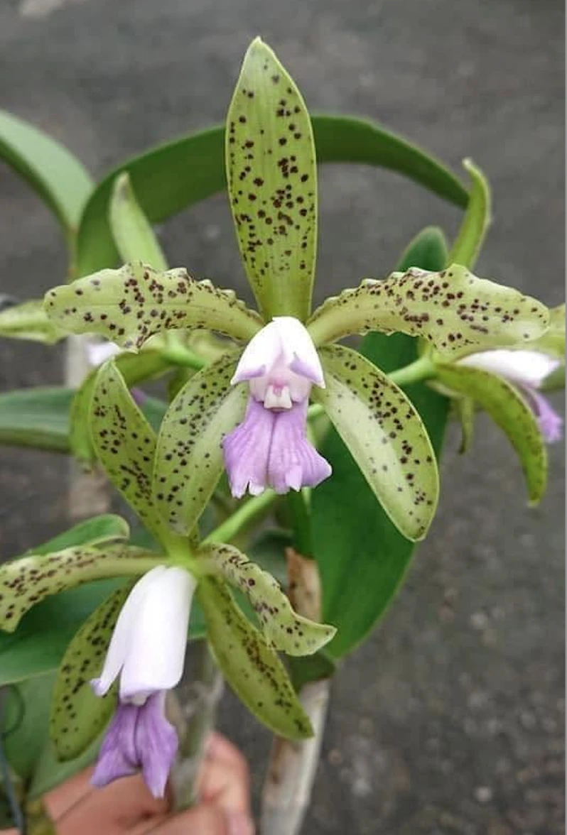 C.guttata var.coerulea x sib 