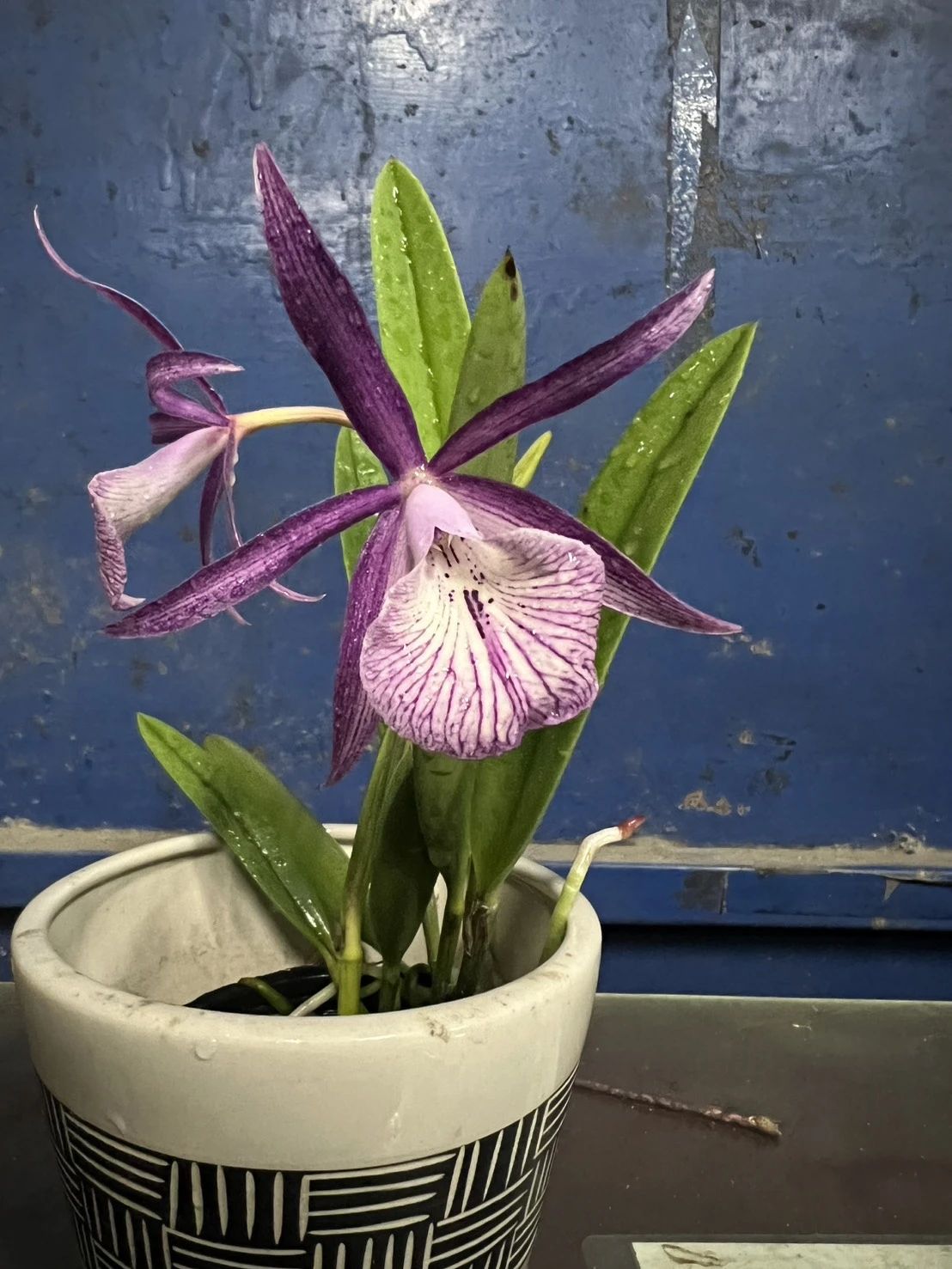 Bc.Tsiku Archange ‘Yuan Dung’
