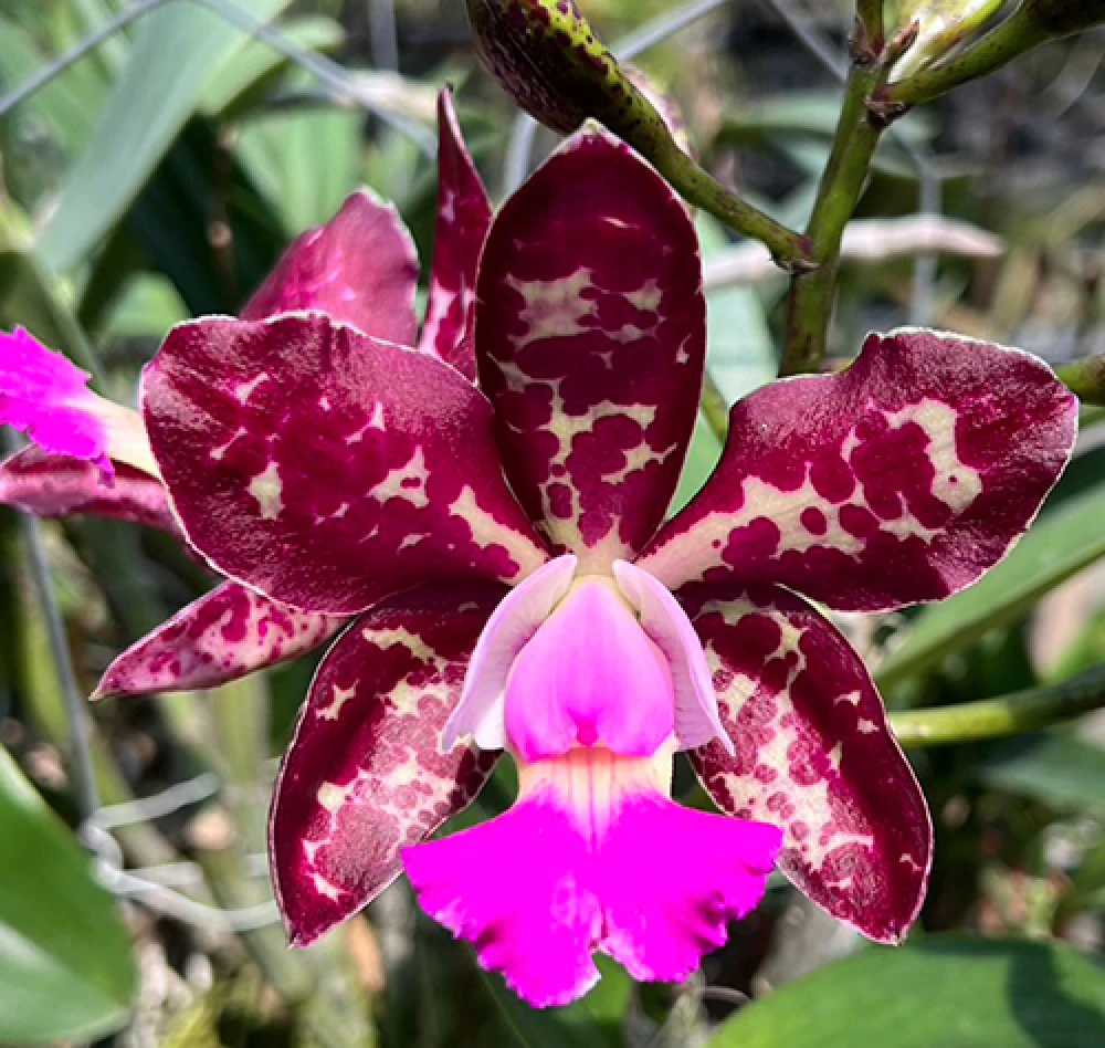 C.Royal Cognac ‘Wilson’- 威爾森豹