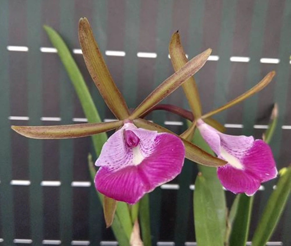 Bc.Star Ruby ‘Xanadu’ 