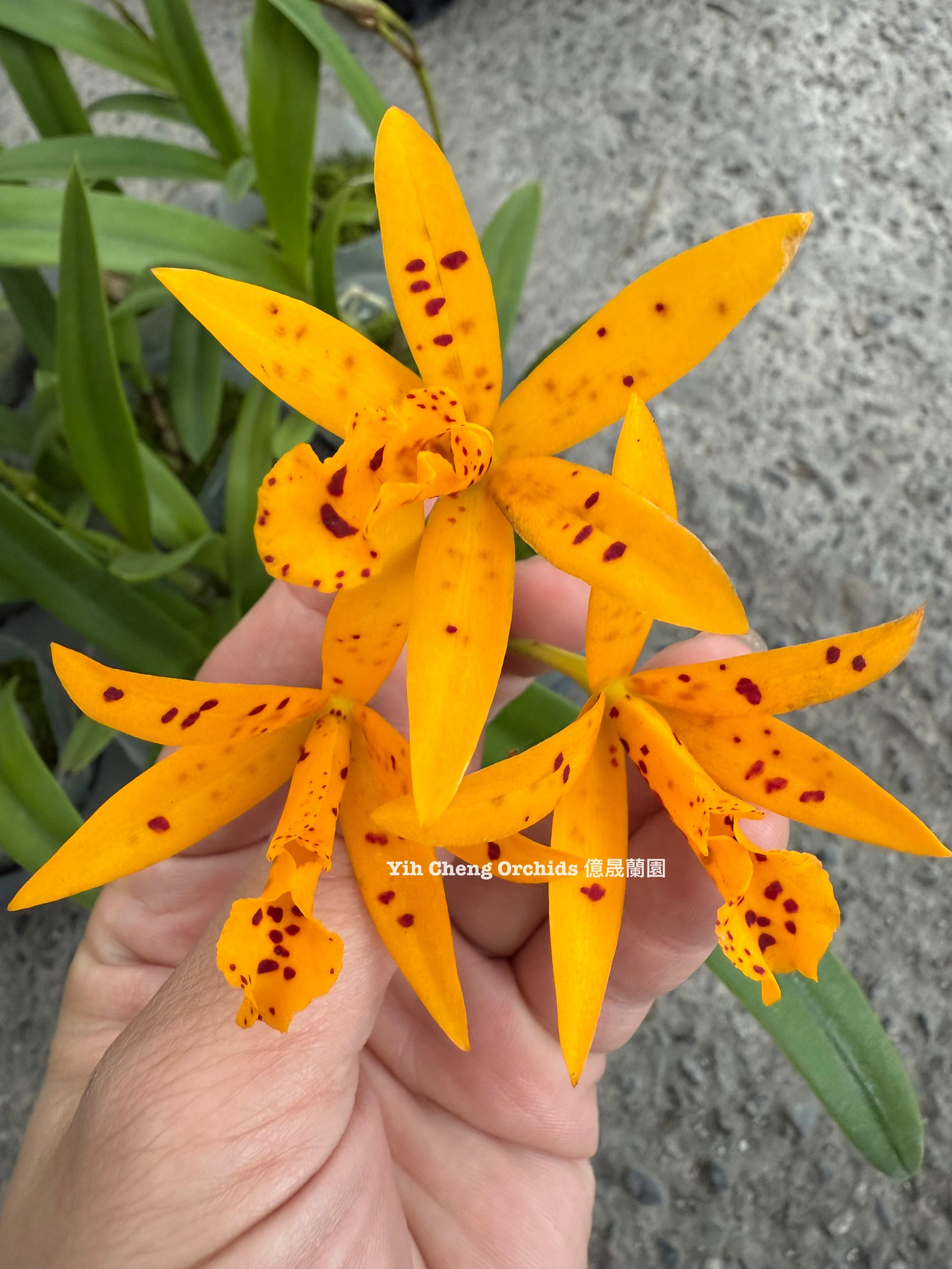 Bct.Sun Mei Gold ‘Elsie May’ HCC/AOS - 尚美黃金