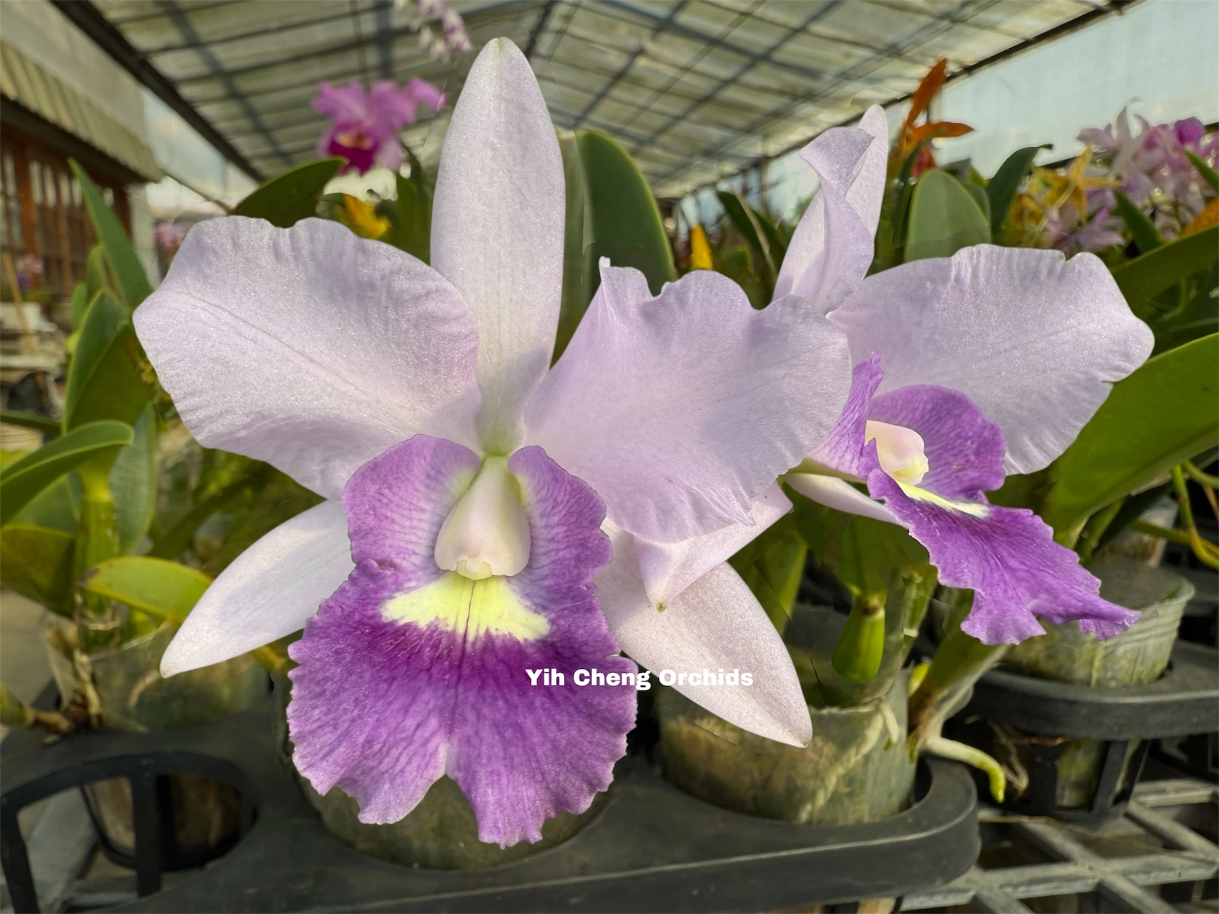 Ctt.Final Blue ‘Royal Purple’ BM/JOGA