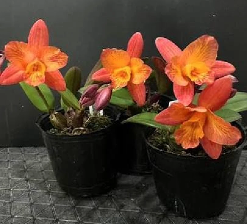 C.Tangerine Fire ‘Mini Sun' - 小太陽