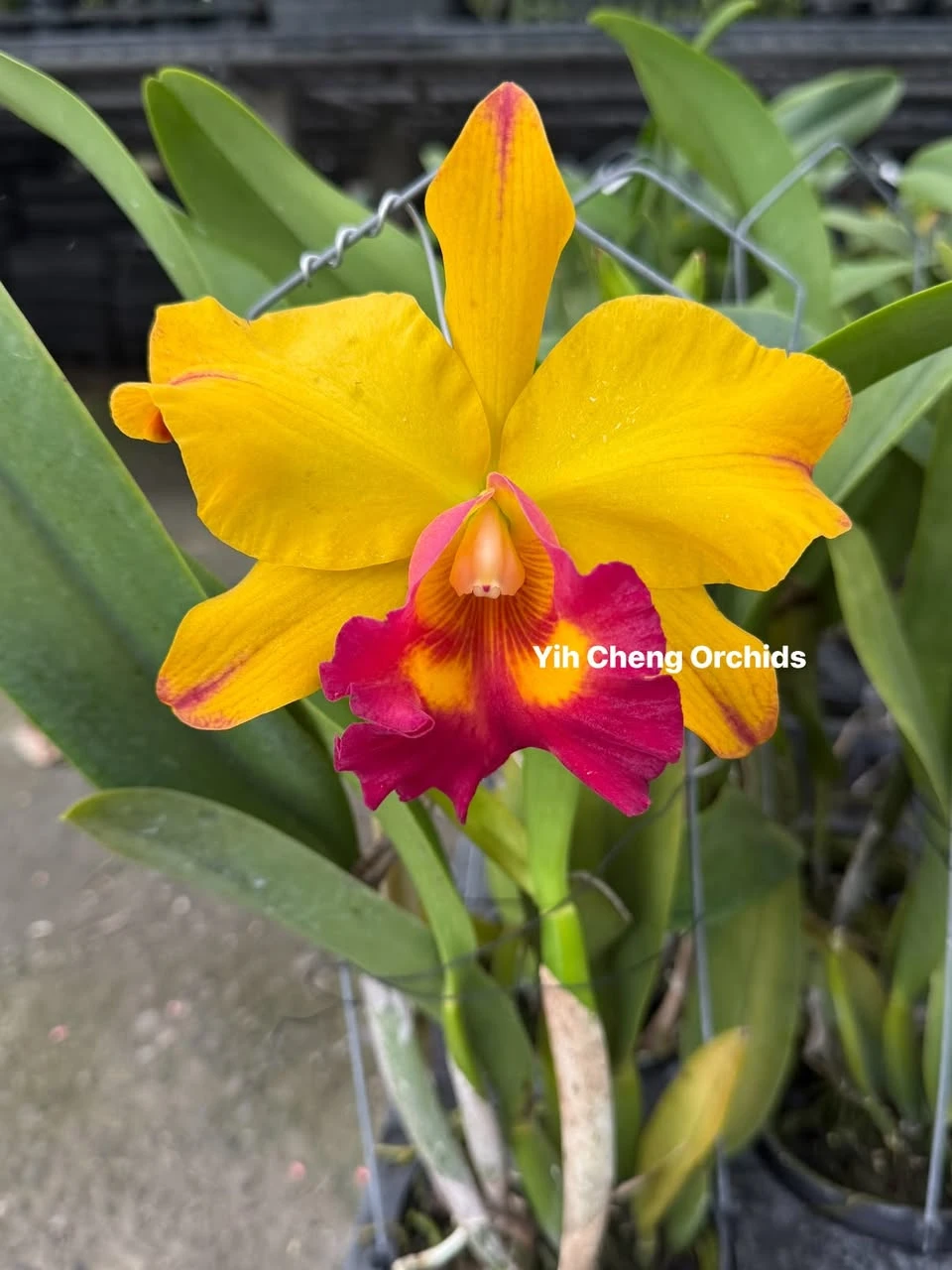 Rlc.Yu-Toung Moon ‘Caimito’ - 黃金果