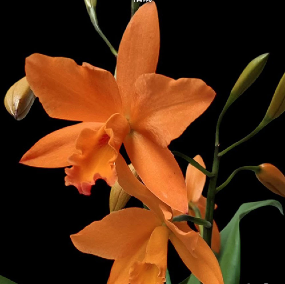 Rth.Love Passion ‘Orange Bird’ AM/CCM/AOS - 橘鳥