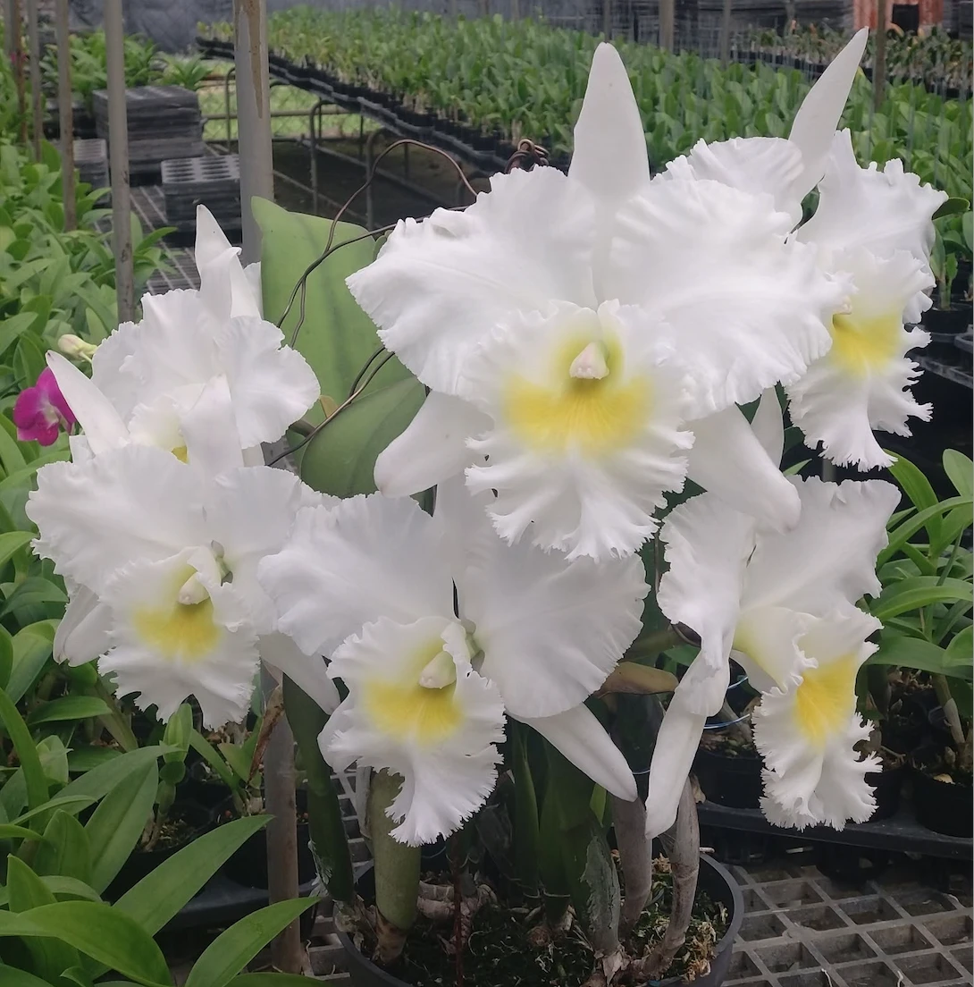 Rlc.Pastoral Innocence FCC/AOS - 田園風光