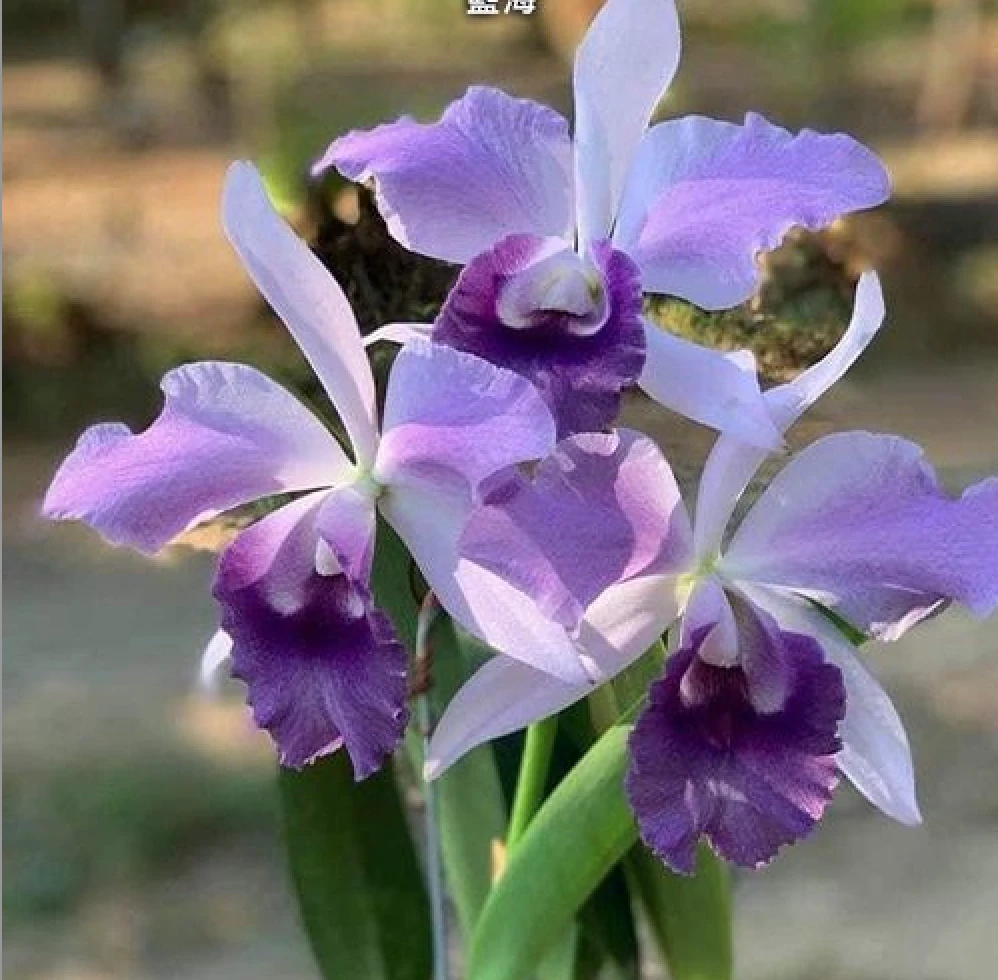 C.Mishima Elf “Blue Ocean’ 