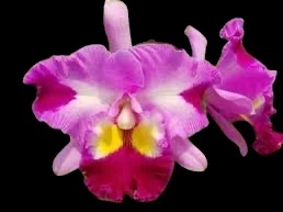 Rlc.Taiwan Yi Mei ‘Crazy Night’ 