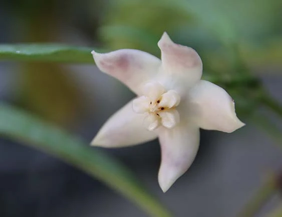 hoya griffithii