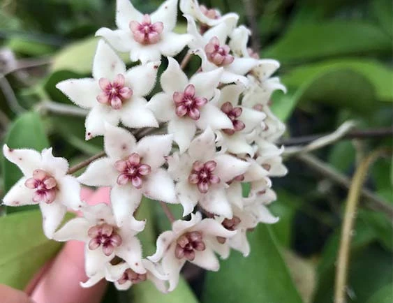 hoya graveolens