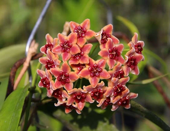hoya globulifera