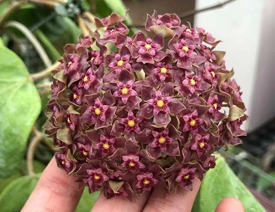 hoya glabra Schlechter 1908
