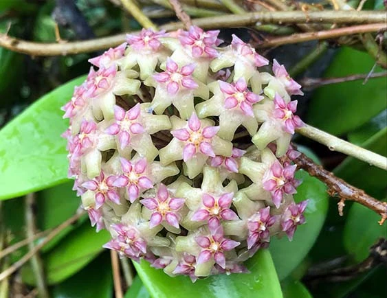hoya glabra yellow