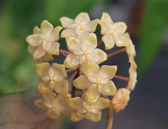 hoya forbesii