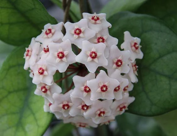 hoya fungii