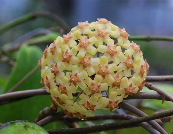 hoya fusco marginata