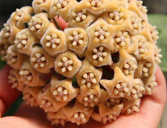hoya fraterna