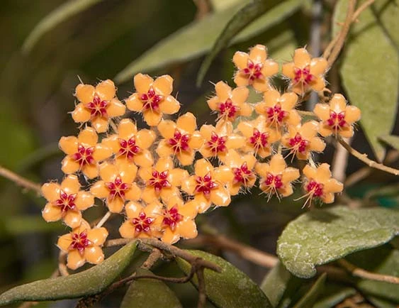 hoya flagellata gold