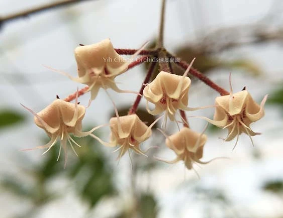 hoya flagellata