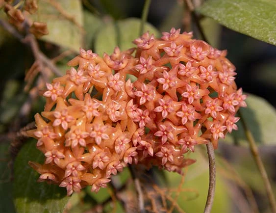 hoya fitchii