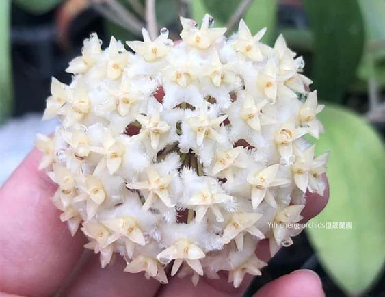 hoya erythrostemma white