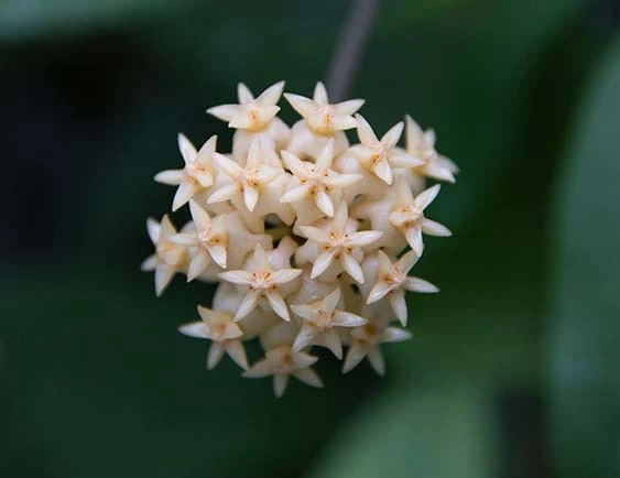 hoya erythrostemma aff .sp.sumatra NS07-004