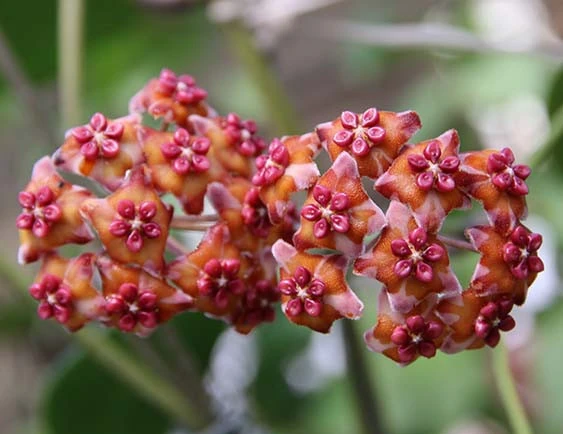hoya excavata