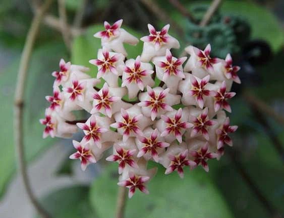hoya erythrostemma Hat Som Paen