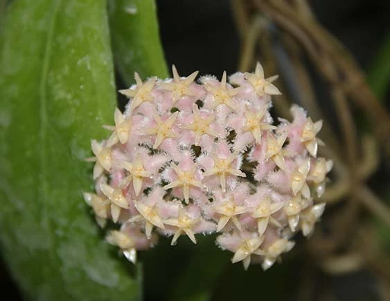 hoya erythrostemma pink