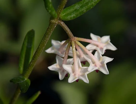 hoya engleriana