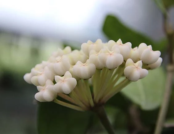 hoya elliptica